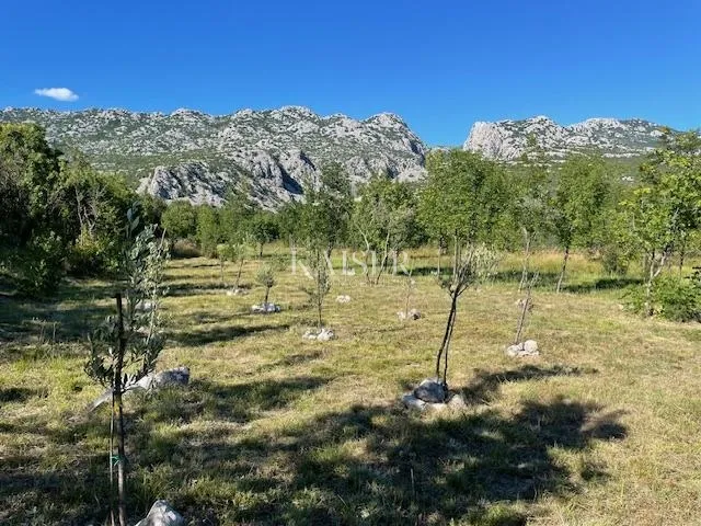 zadar - seline : zemljište 1000 m od mora - slika 3