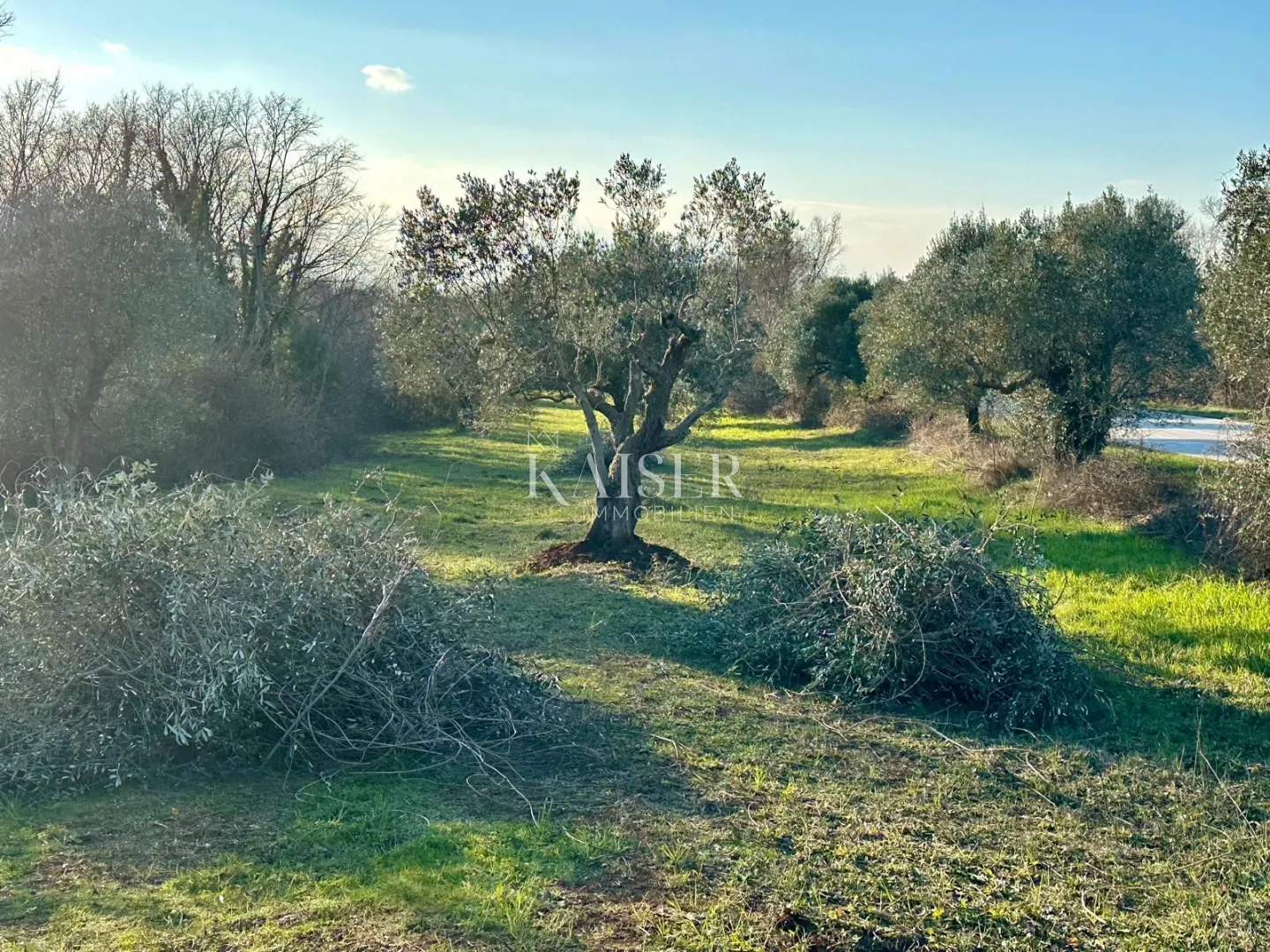 istra, bale- stoljetni maslinik 3000m2 uz cestu bale–rovinj - slika 2