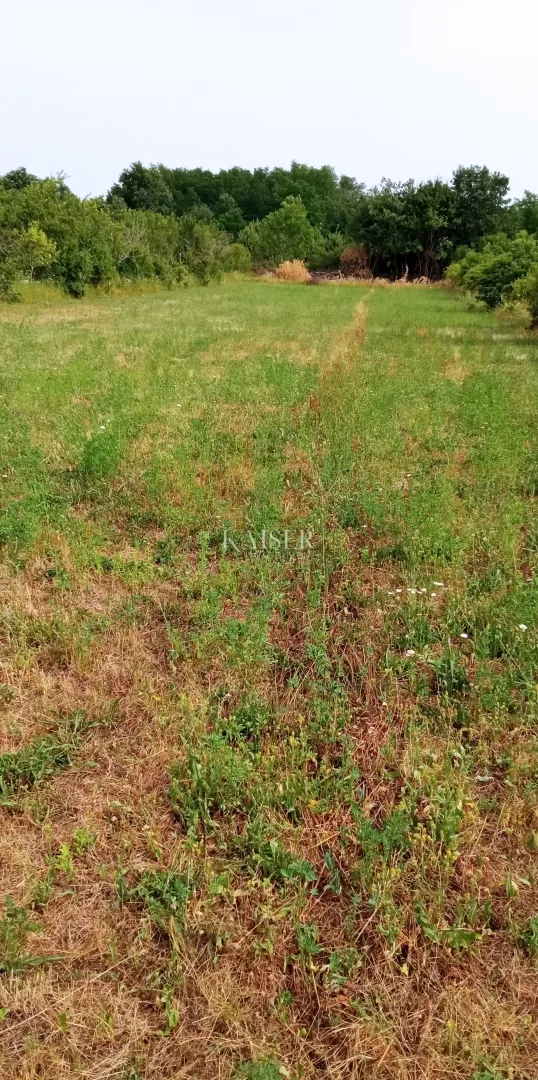 istra, tinjan- poljoprivredno zemljište 15.300m² s voćkama - slika 4