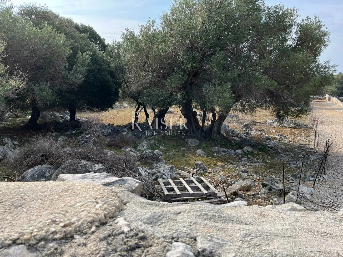 otok pag, lun - jedinstveno građevinsko zemljište sa maslinikom - slika 2