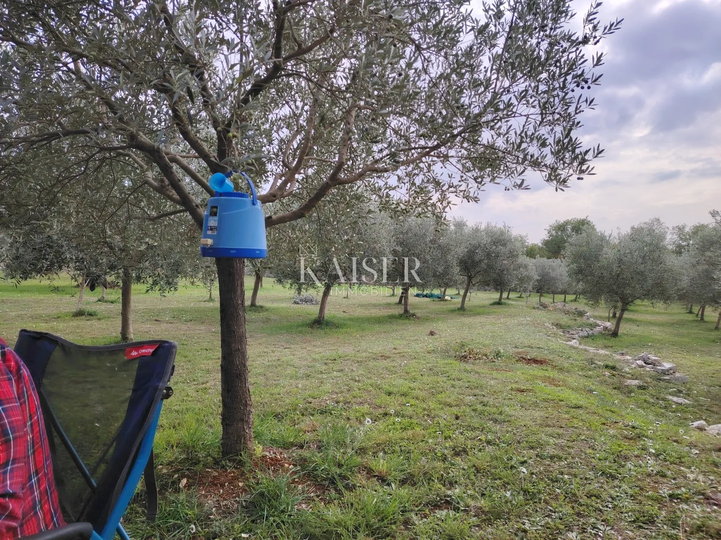 istra, vodnjan-maslinik 2100m2 s 90 maslina - slika 5