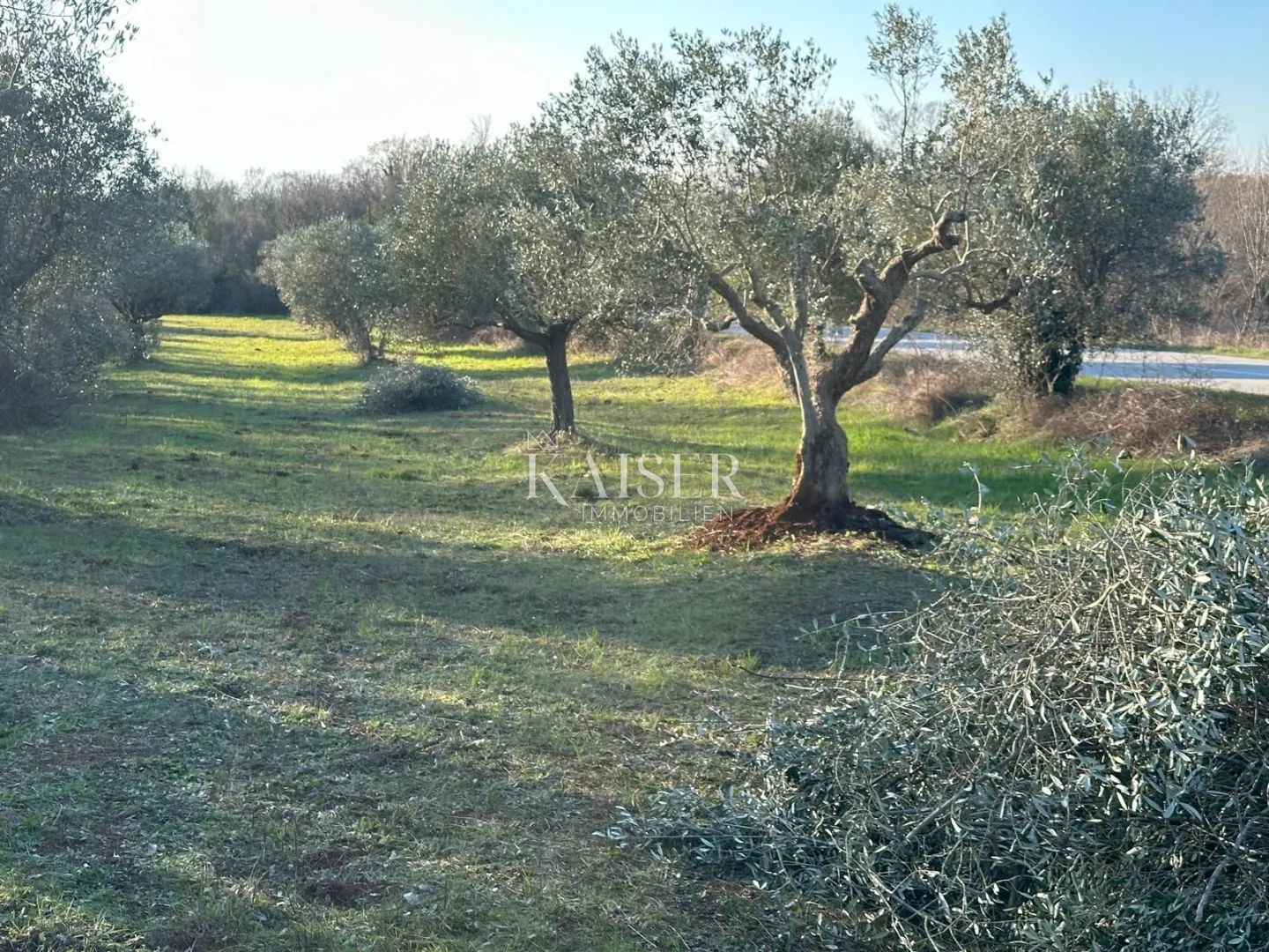 Istra, Bale- Stoljetni maslinik 3000m2 uz cestu Bale–Rovinj