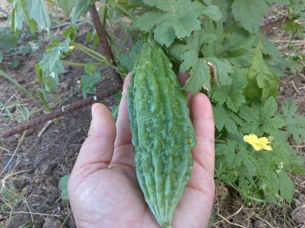 karela-gorka dinja akcija 11.95e /kg - slika 2