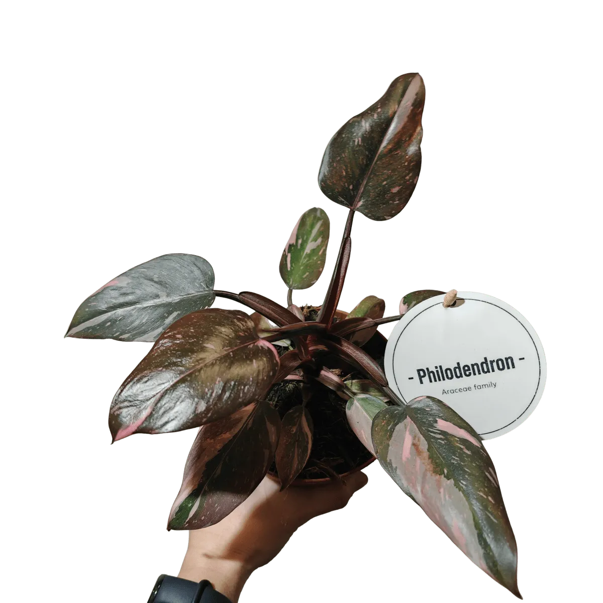 philodendron “pink princess” - slika 2