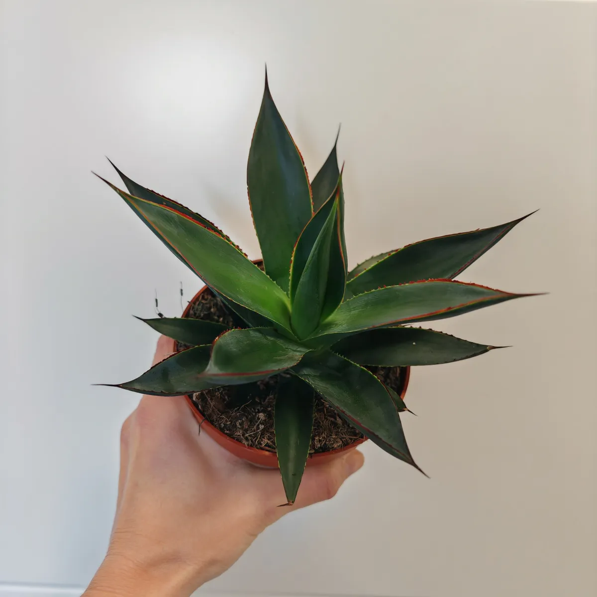 agave “shaka zulu” - slika 2