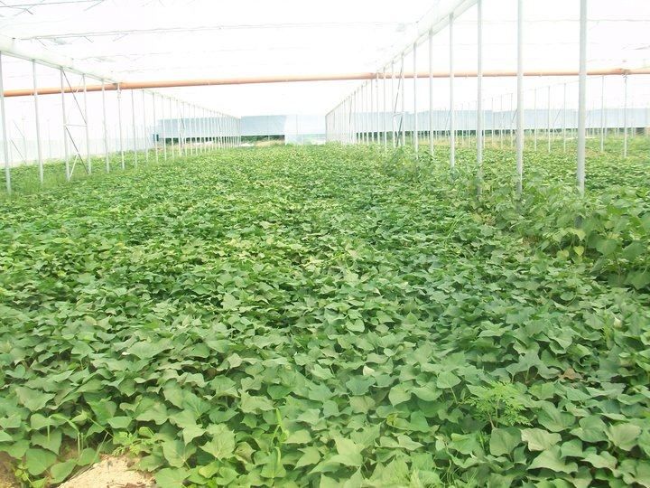 kiwano voće - slika 3