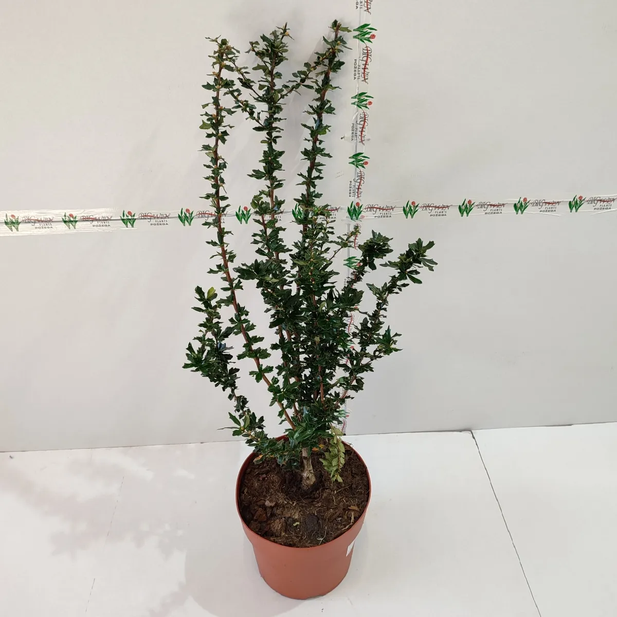 berberis lol. “apricot queen” - slika 2