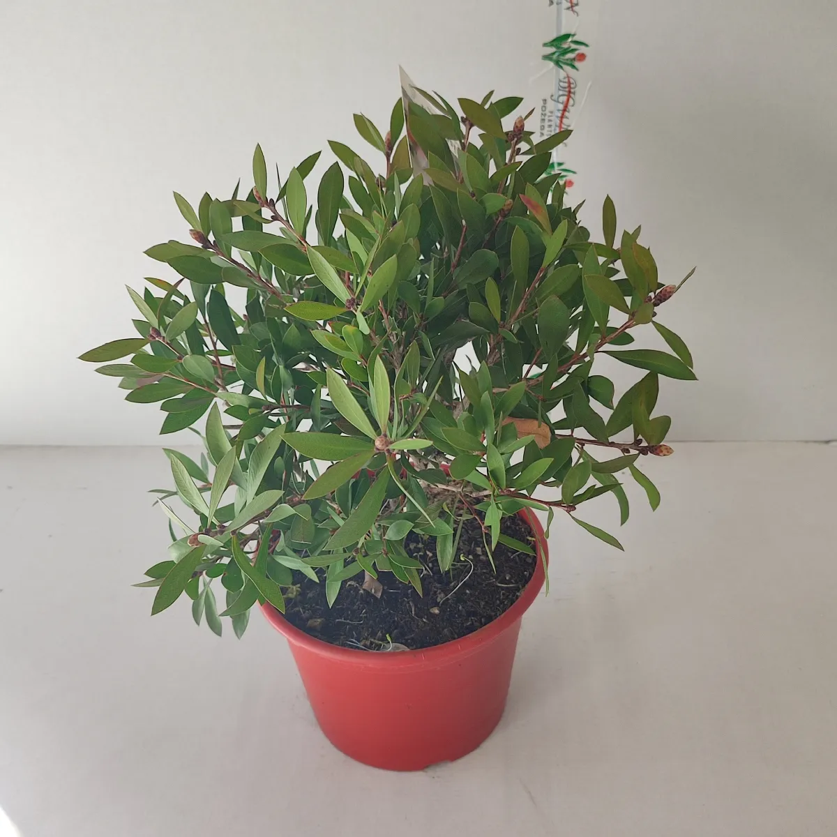 callistemon cit. “splendens” - slika 3