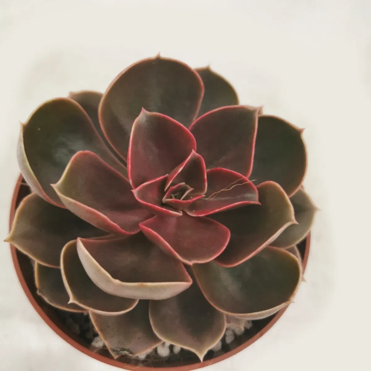 echeveria - sobno cvijeće - slika 2