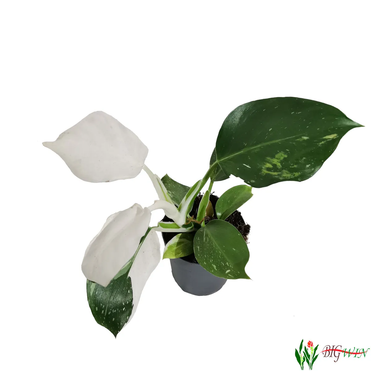 PHILODENDRON “White Wizard” - Brestovac