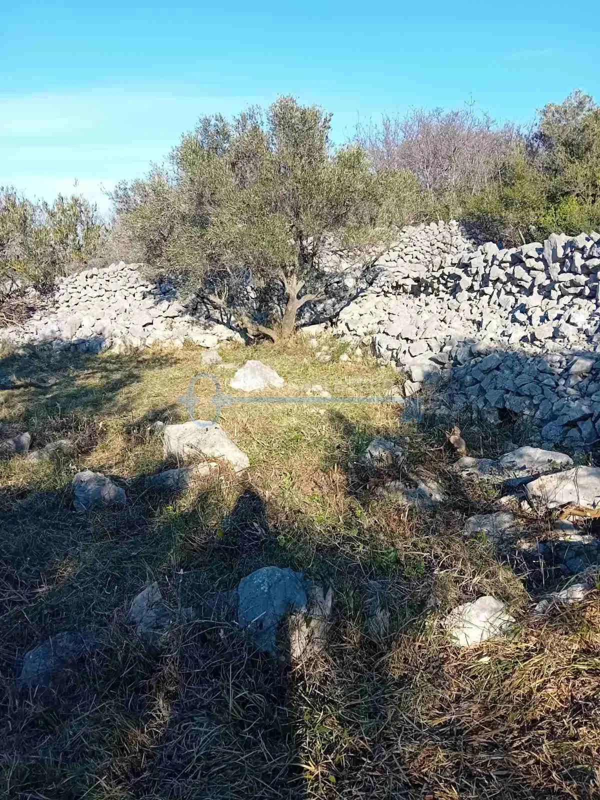 Punat - Maslinik Sa Pogledom Na More