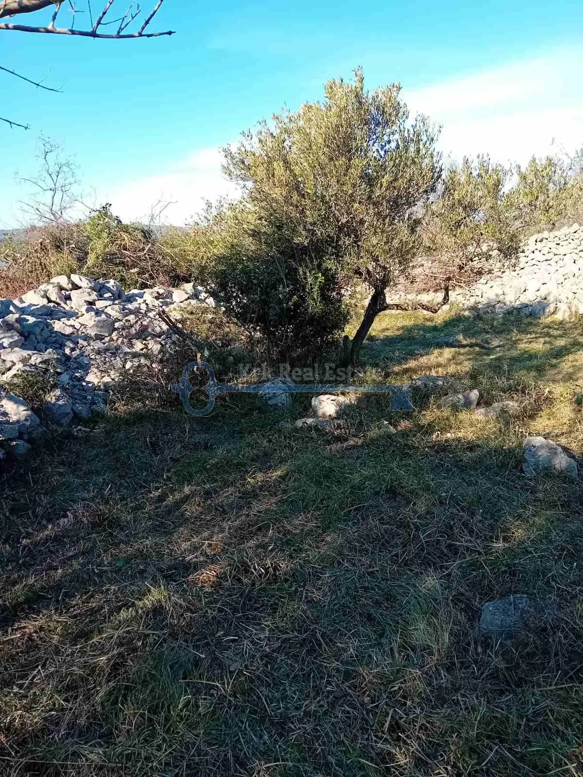 punat - maslinik sa pogledom na more - slika 3