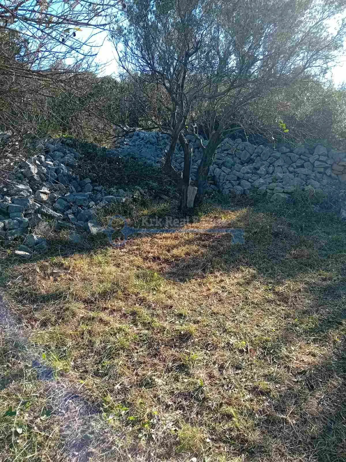 punat - maslinik sa pogledom na more - slika 4