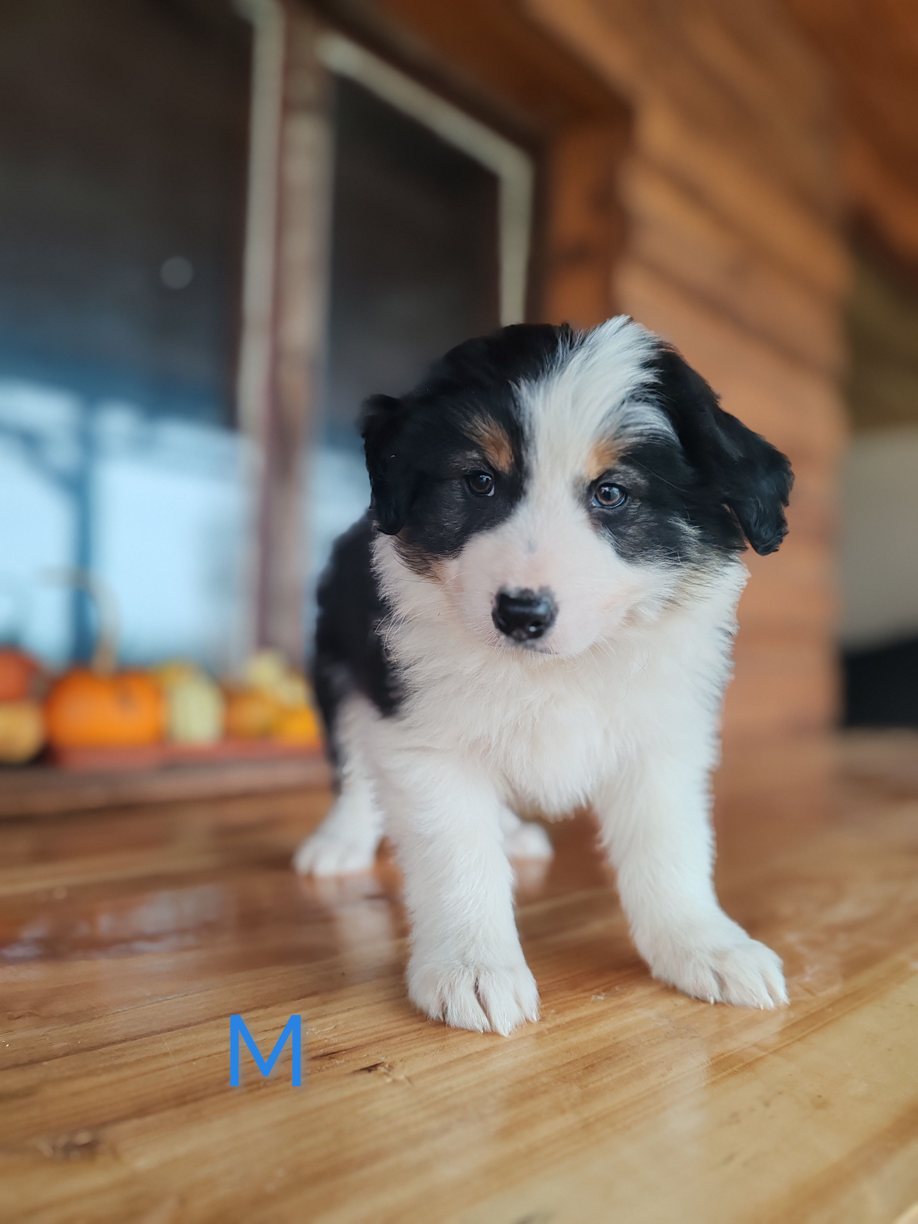border collie štenci - slika 8