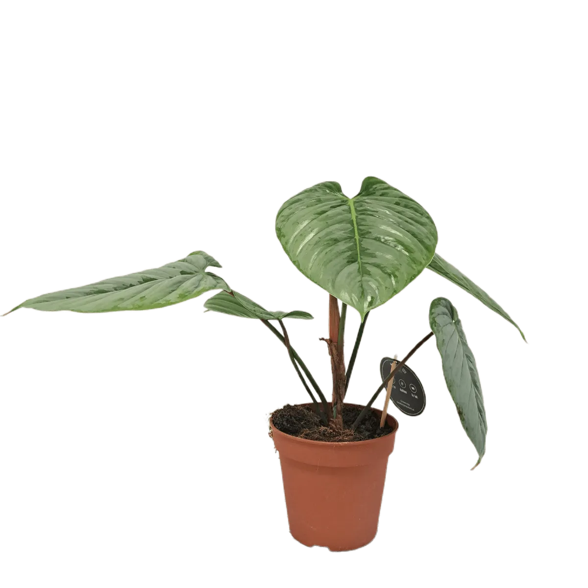 philodendron “sodiroi” - slika 2
