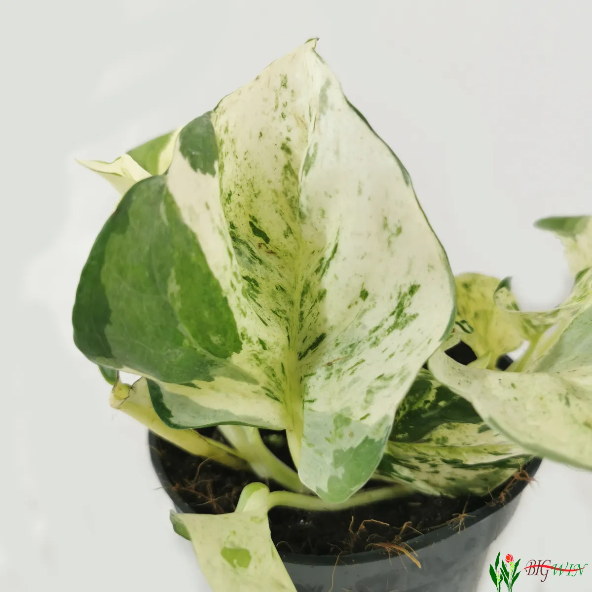 epipremnum pinn. “happy leaf” - slika 2