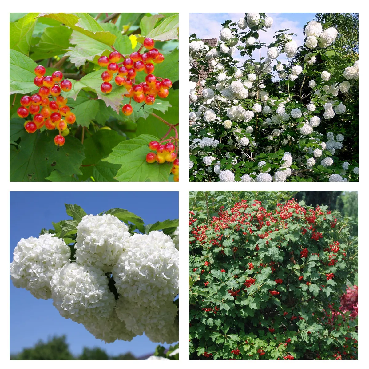 VIBURNUM OP. “Roseum”-snjež.grude - Nurkovac, Brestovac