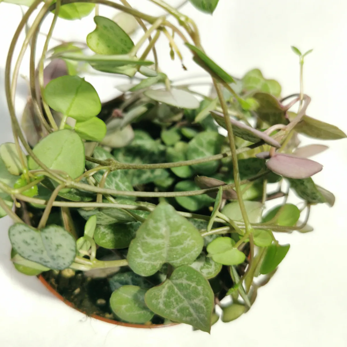 ceropegia woodii - slika 2