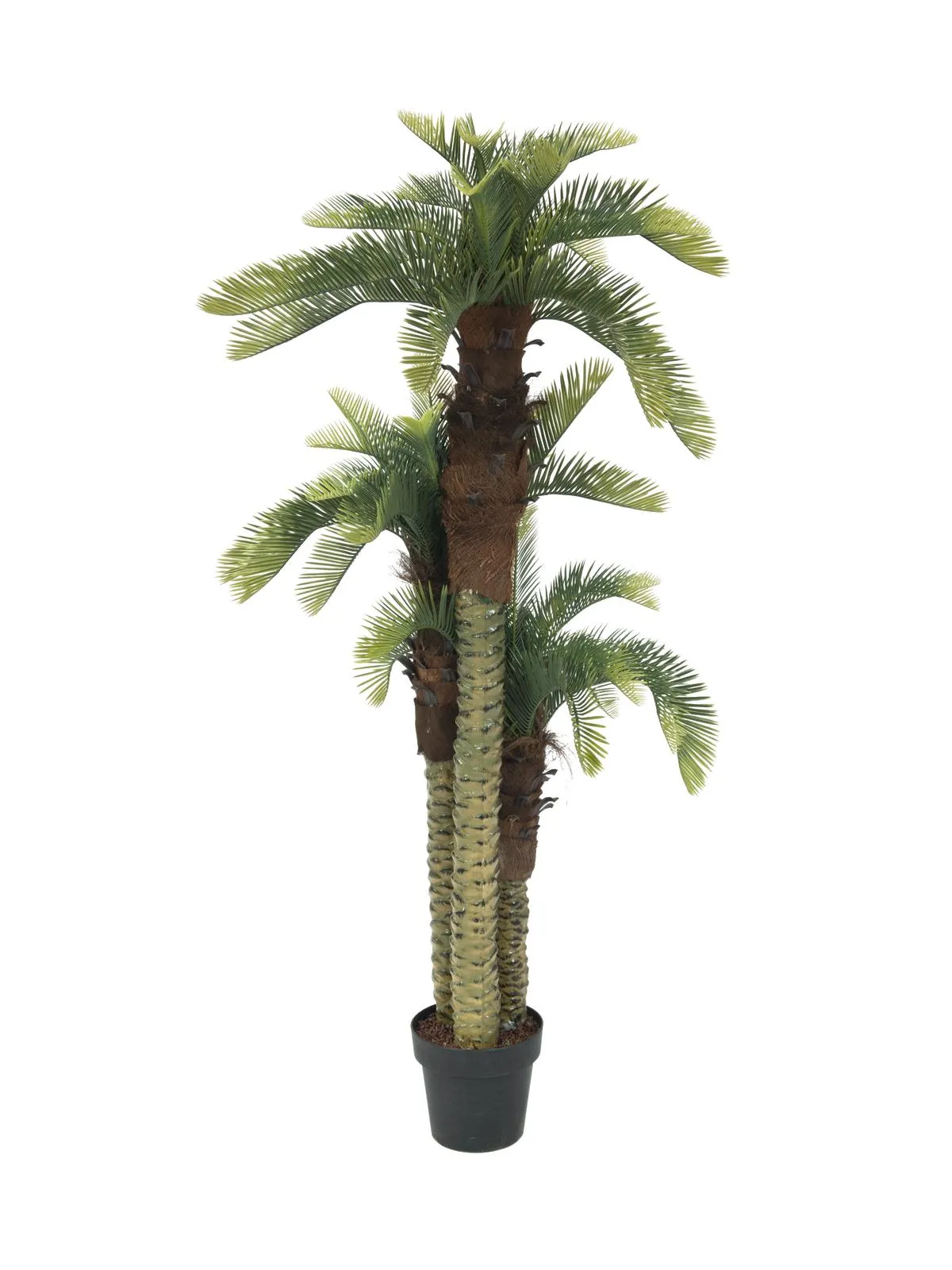 EUROPALMS Cycus palm trio, 150cm - Križevci