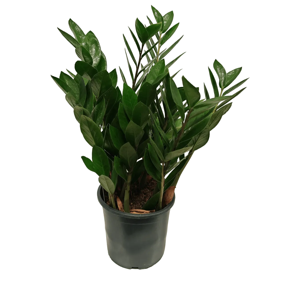 zamioculcas zamiifolia - slika 2