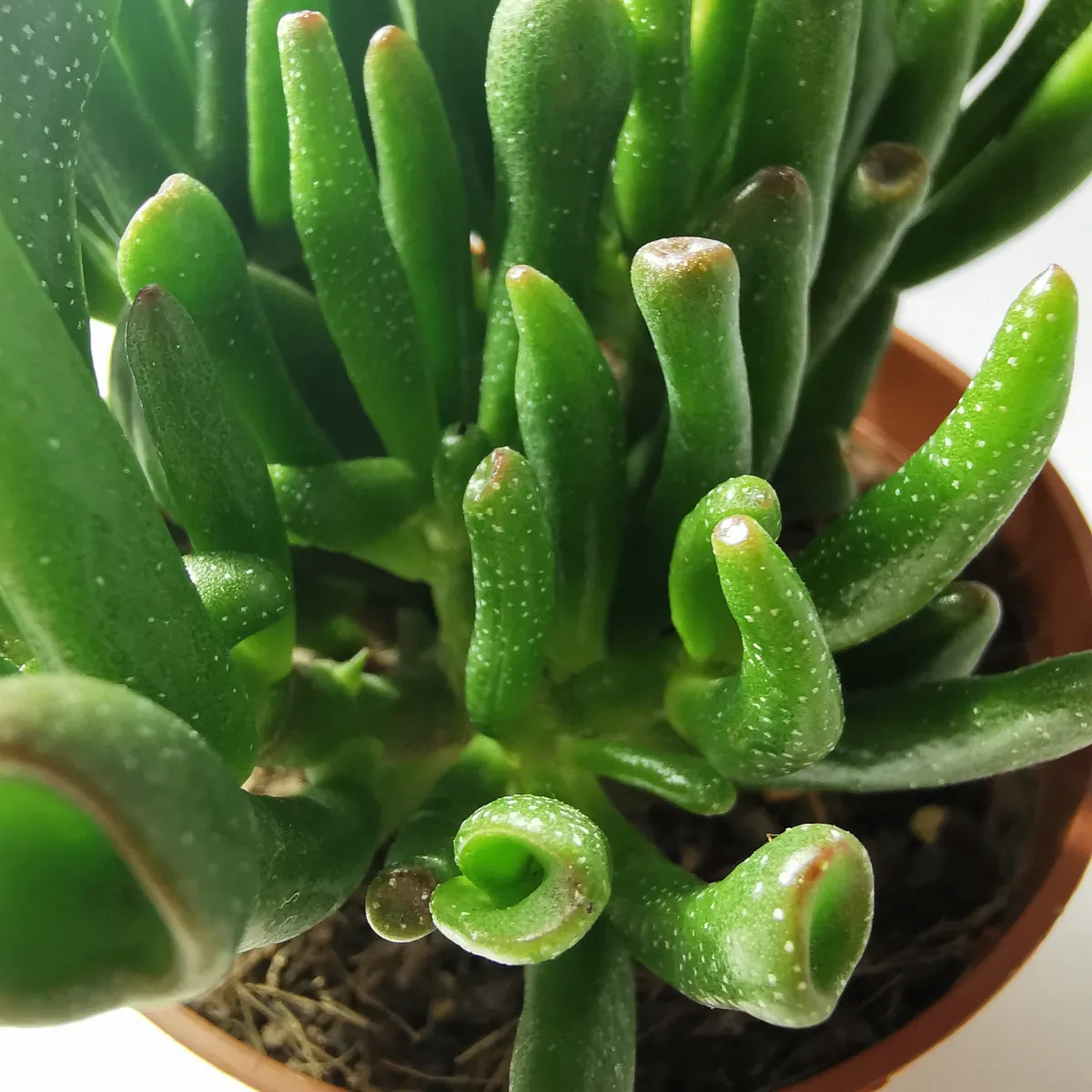 crassula o. “gollum”/drvo novca - slika 3
