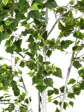 europalms birch tree, 150cm - slika 2