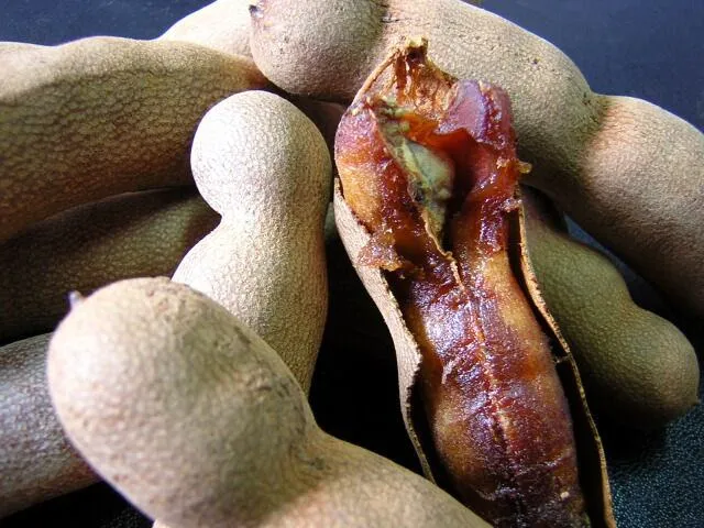 Tamarind - sadnice - Donja Bistra, Bistra
