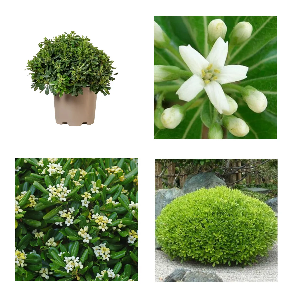 Pittosporum Tobira - Nurkovac, Brestovac