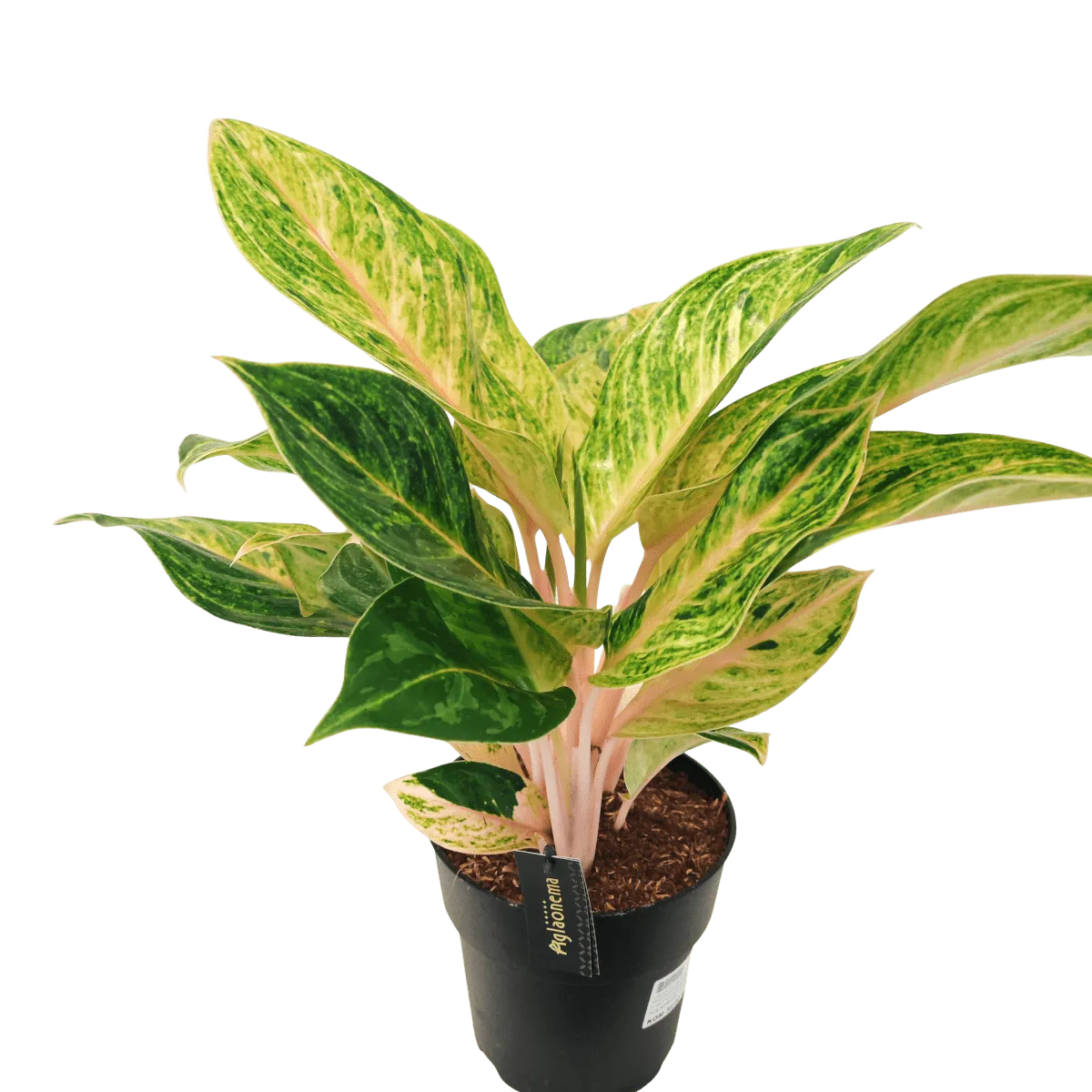 aglaonema - sobno cvijeće - slika 7