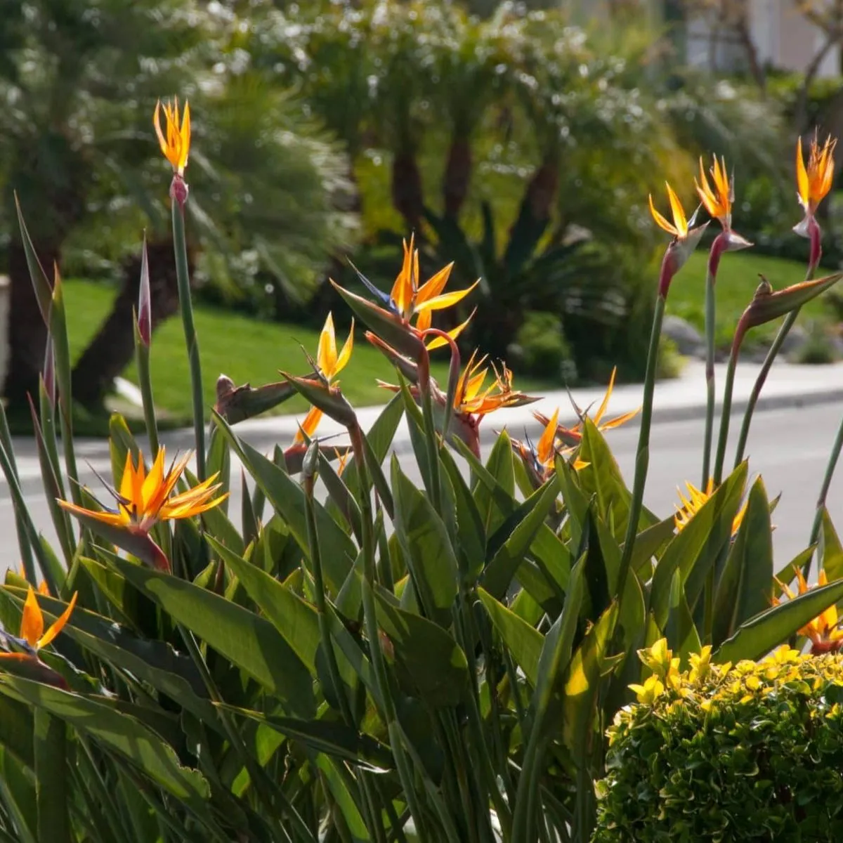 strelitzia “reginae” - slika 4