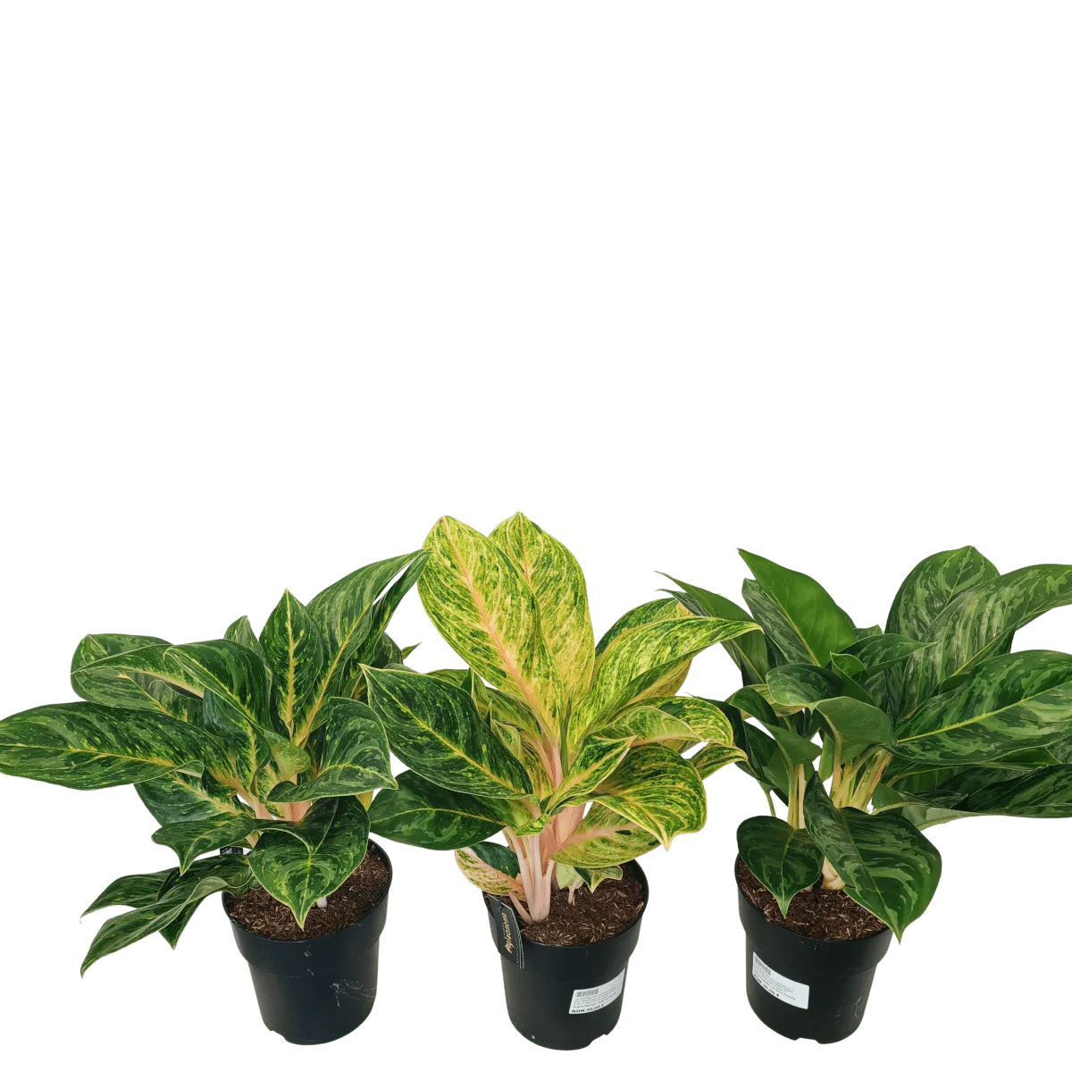 aglaonema - sobno cvijeće - slika 2