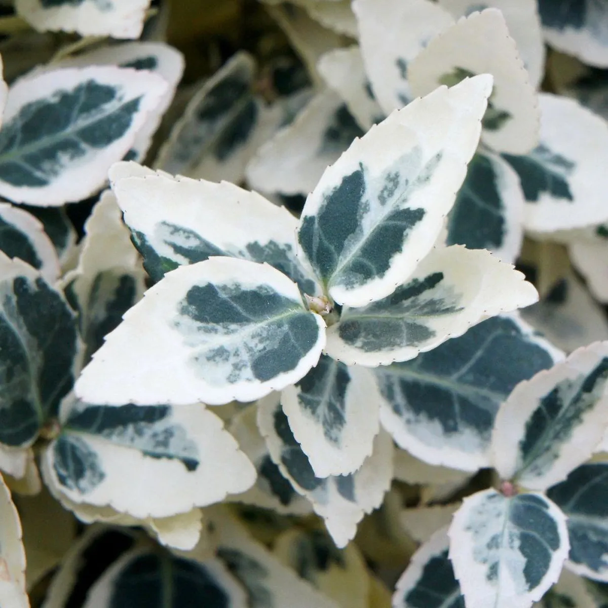 euonymus for.” dart’s delight” - slika 2