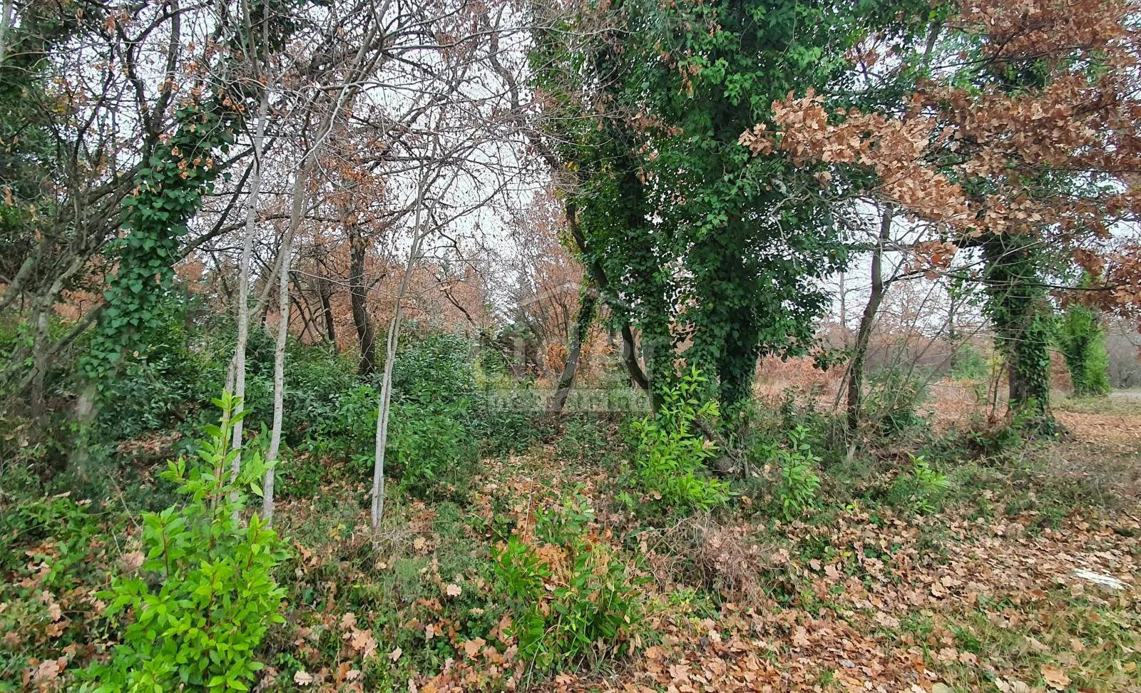 građevinsko zemljište u okolici poreča - 2.755 m2 - slika 6