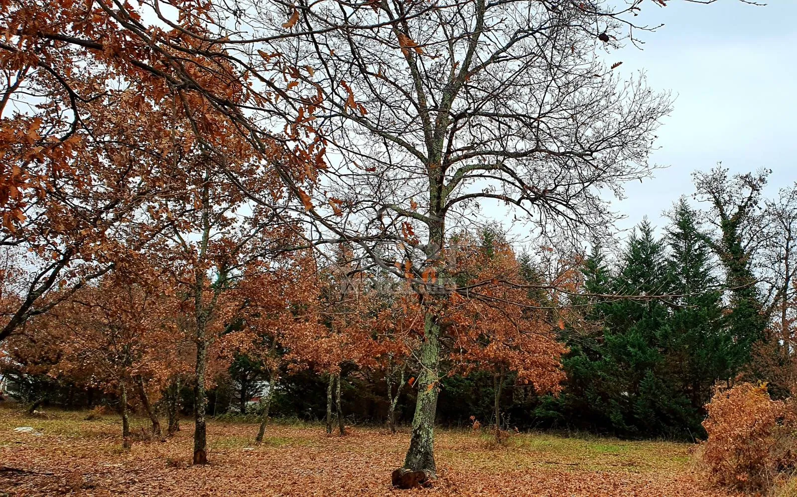 građevinsko zemljište u okolici poreča - 2.755 m2 - slika 5
