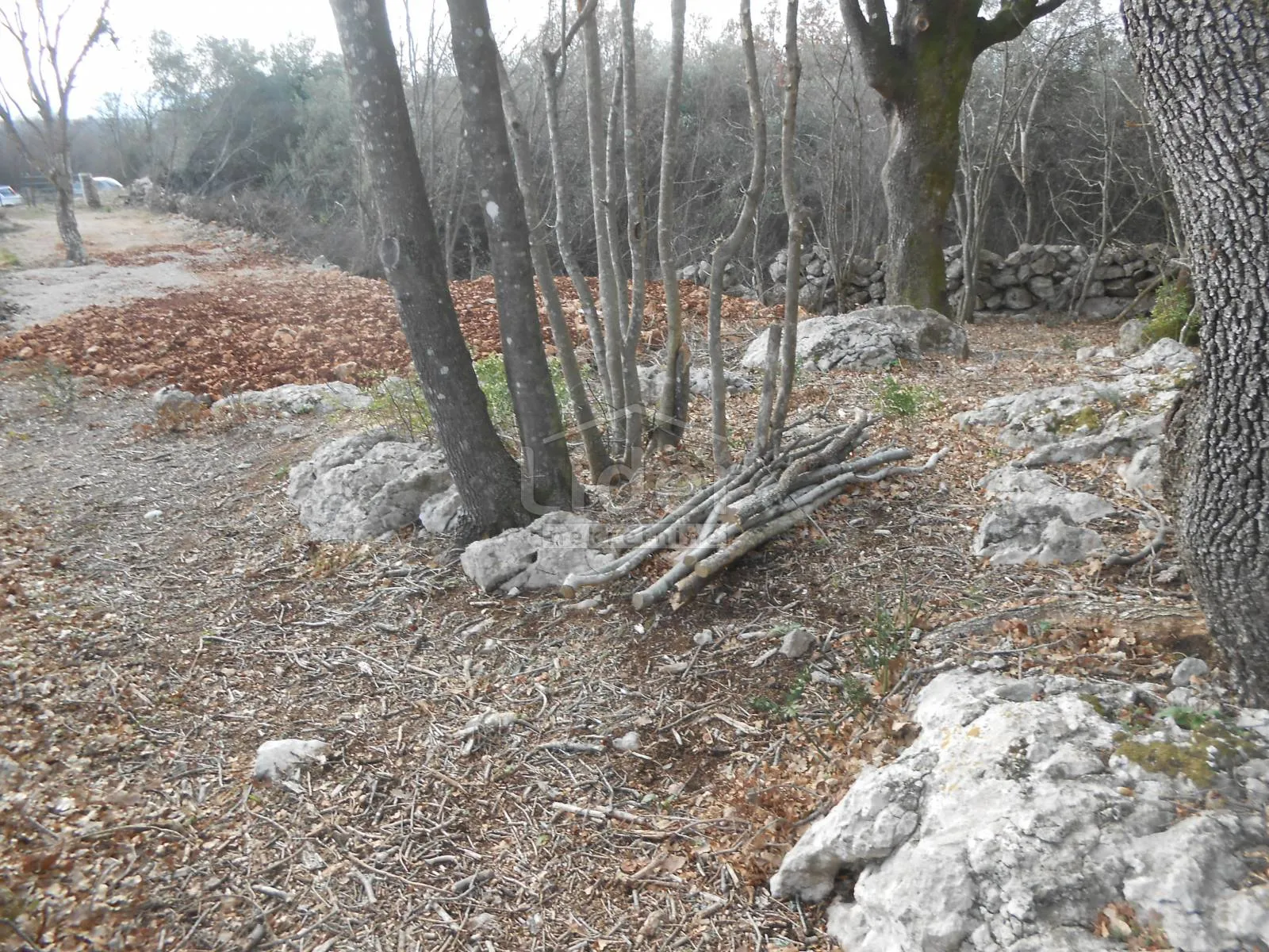 bajčići (krk) maslinik i poljoprivredno zemljište - slika 10