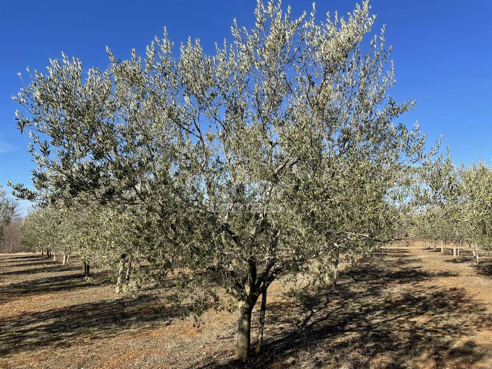 prodaje se maslinik površine 8.841 m2 - slika 4