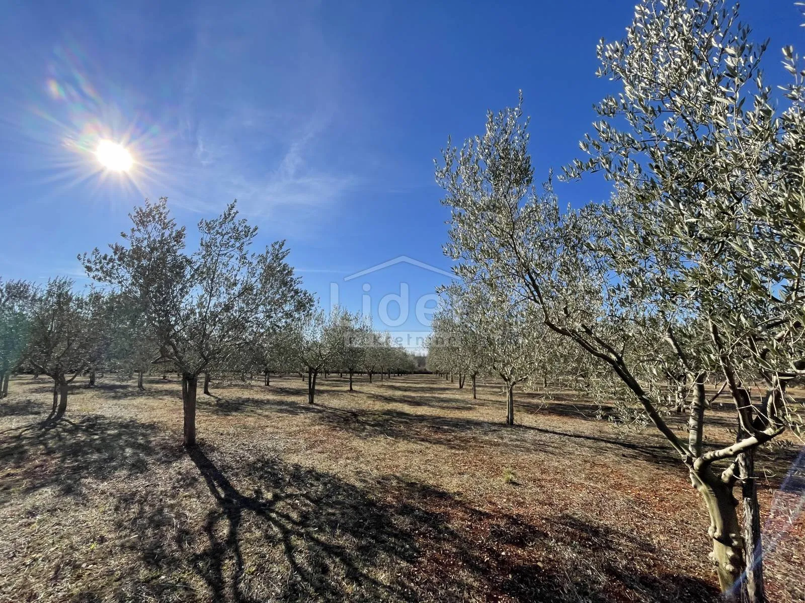 prodaje se maslinik površine 8.841 m2 - slika 2