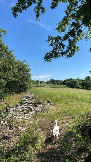 poljoprivredno zemljište, sveti petar u šumi, 10 262 m2 - slika 3