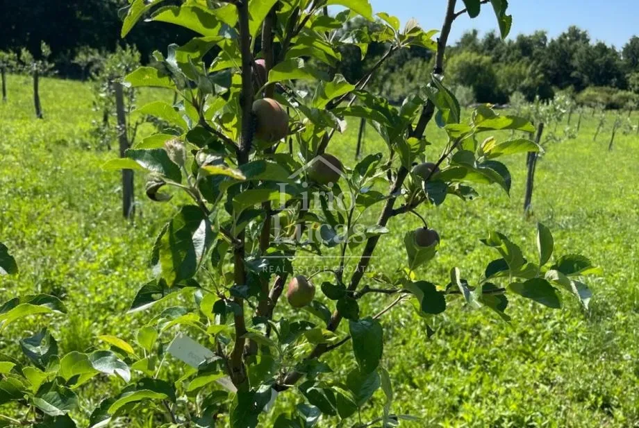 prodaja poljoprivredno zemljište istra (sveti petar u šumi) - slika 2