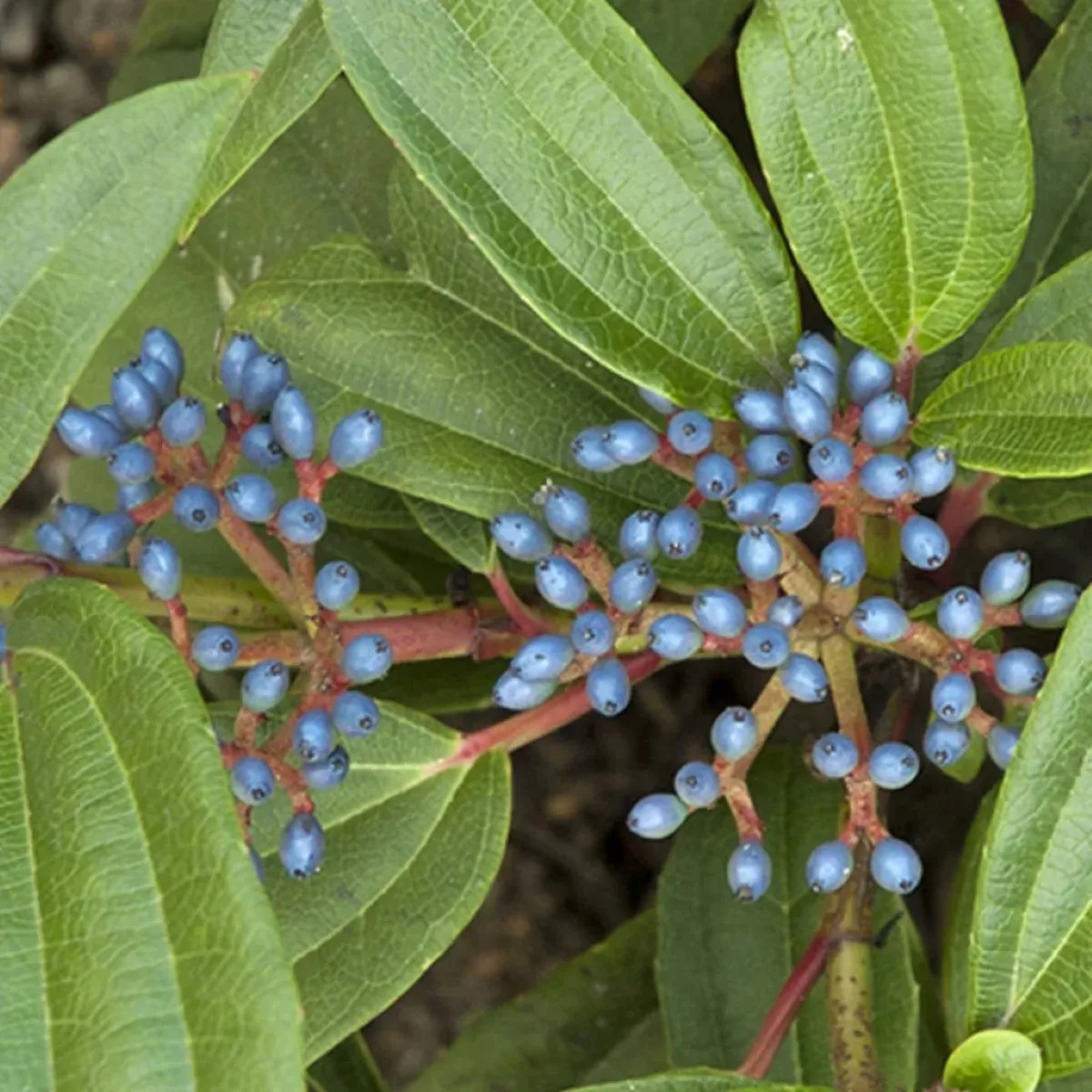 viburnum “yin” - slika 2