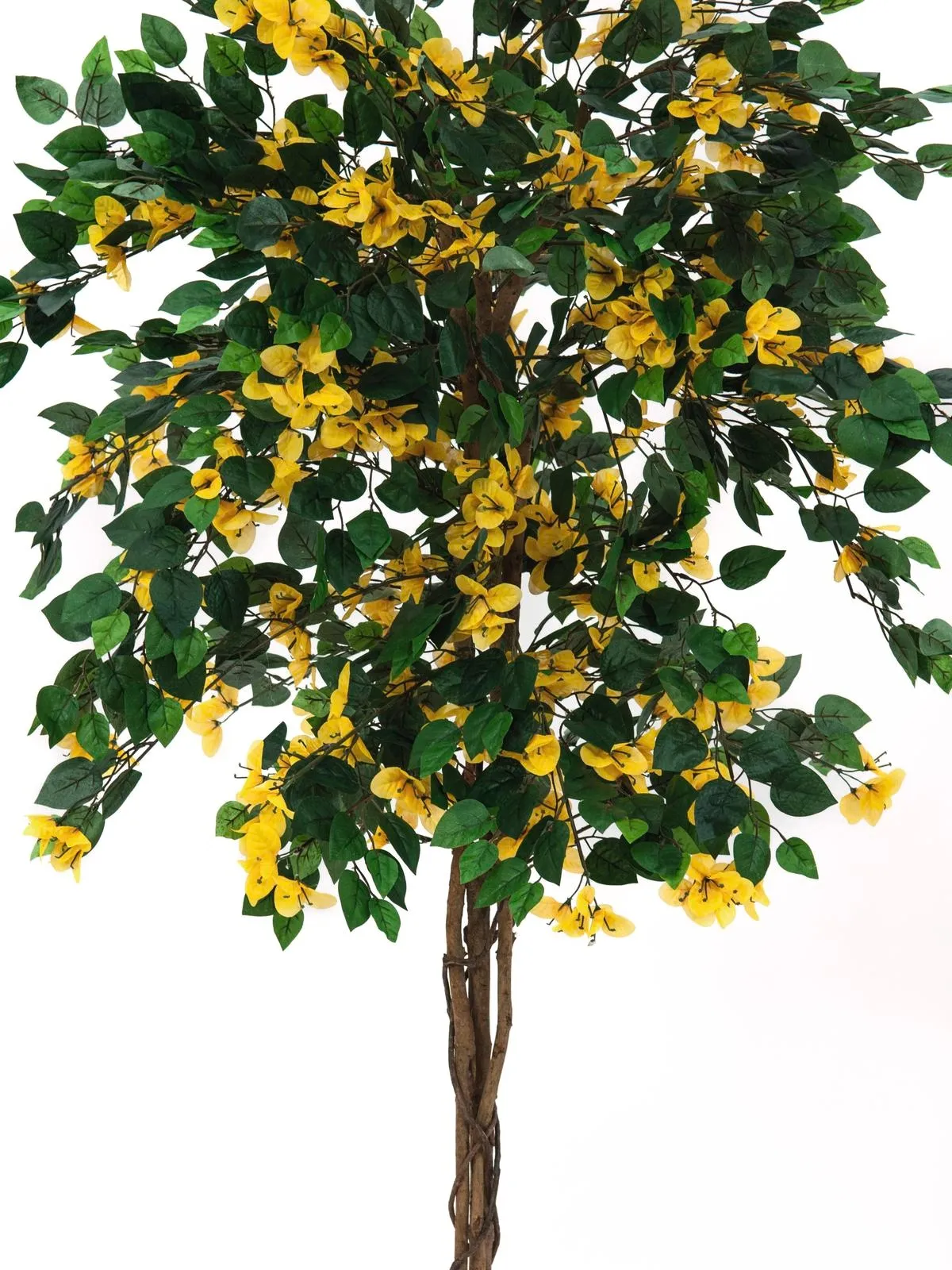 europalms bougainvillea, yellow, 150cm - slika 2