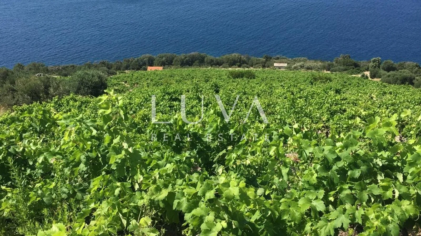 pelješac, potomje, zemljište 50.000 m2 s vinogradom na prodaju - slika 3