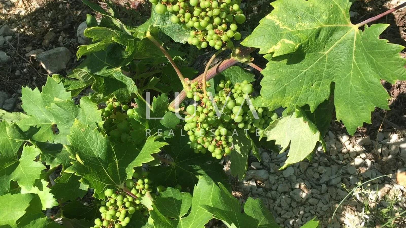 pelješac, potomje, zemljište 50.000 m2 s vinogradom na prodaju - slika 4
