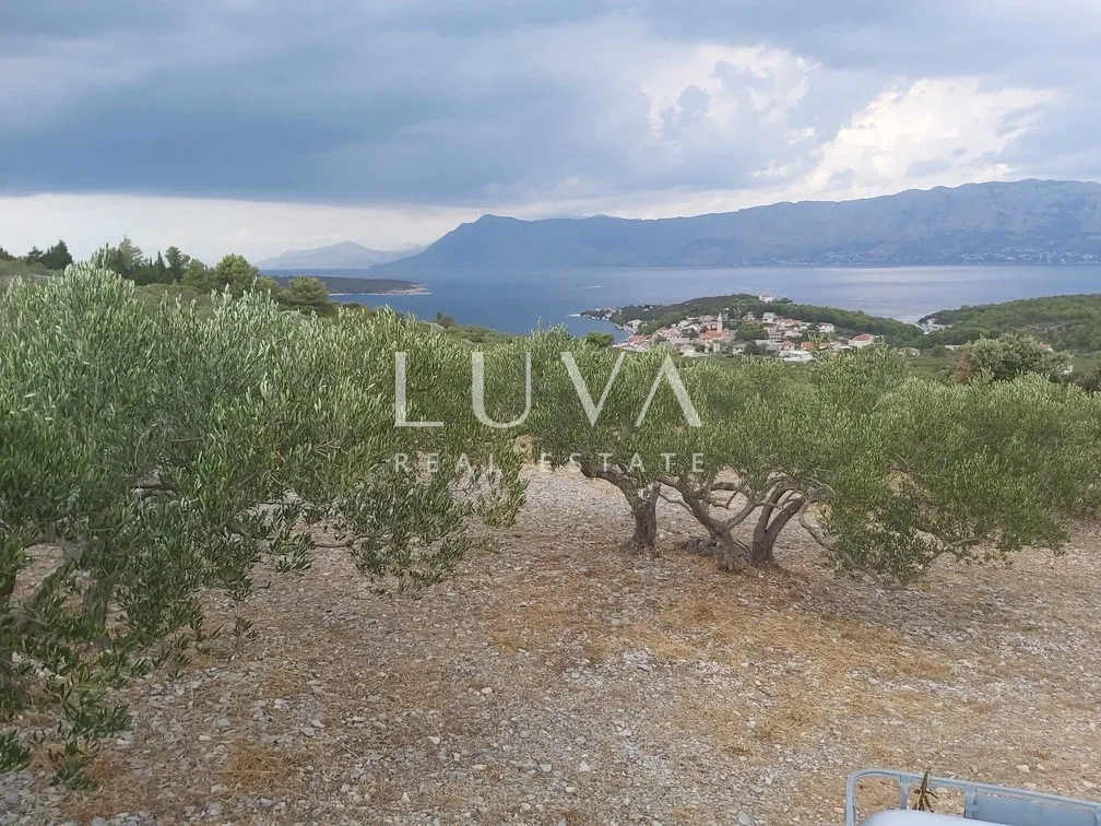brač, povlja, zemljište s maslinikom i pogledom na more, 3839 m2 - slika 4