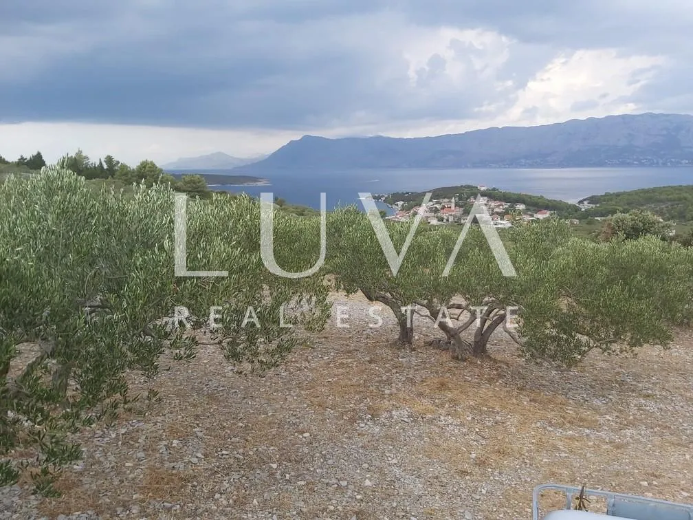brač, povlja, zemljište s maslinikom i pogledom na more, 3839 m2 - slika 4