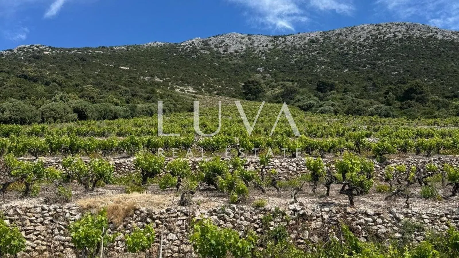 pelješac, potomje, zemljište 50.000 m2 s vinogradom na prodaju - slika 2