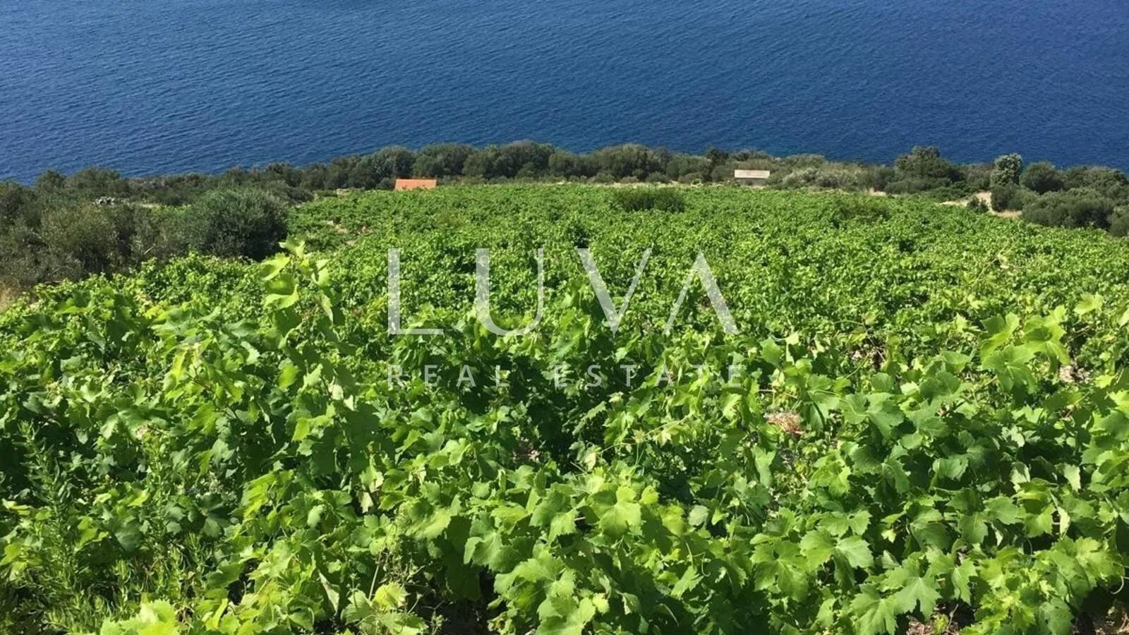 pelješac, potomje, zemljište 50.000 m2 s vinogradom na prodaju - slika 3