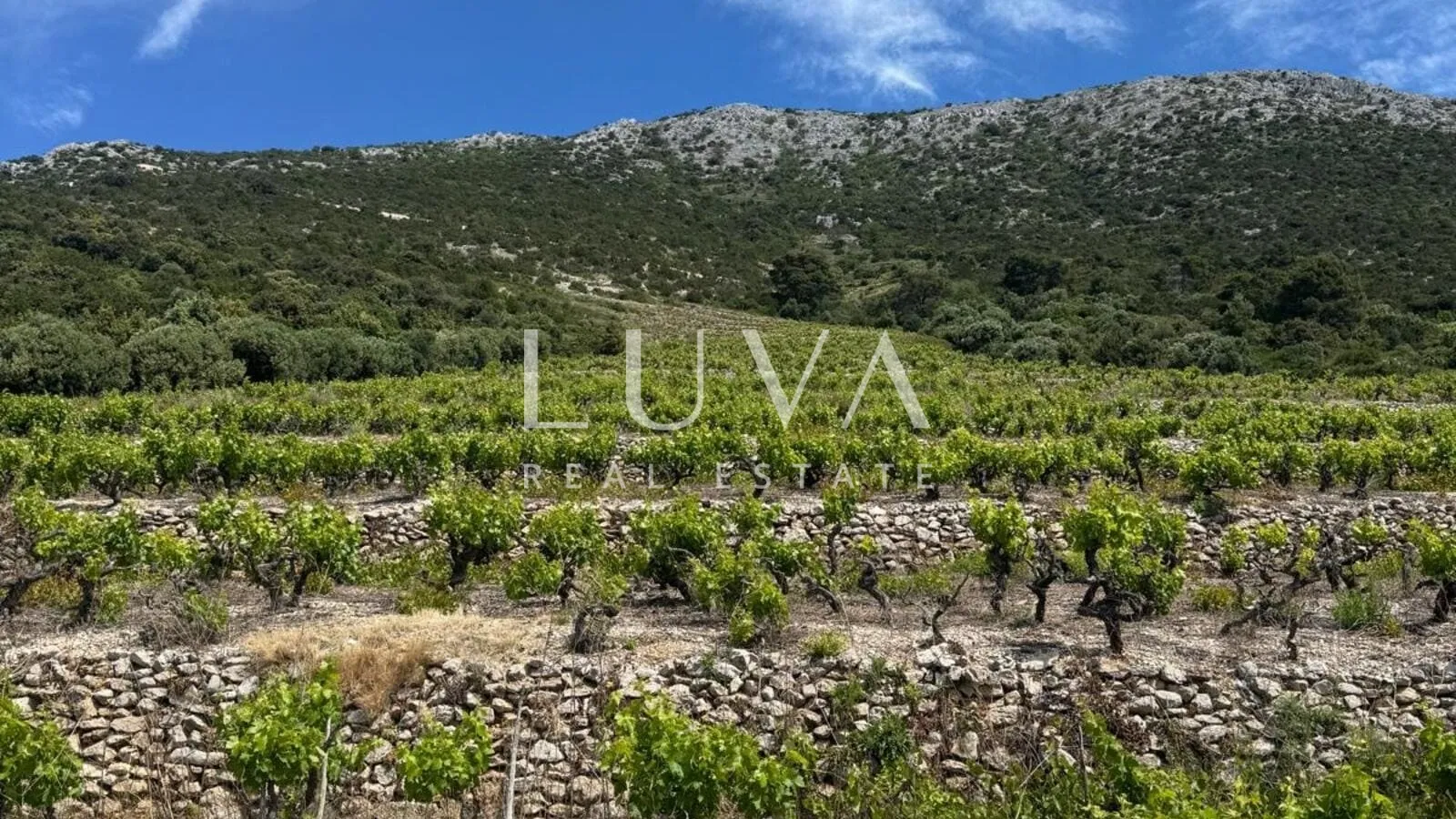 pelješac, potomje, zemljište 50.000 m2 s vinogradom na prodaju - slika 2