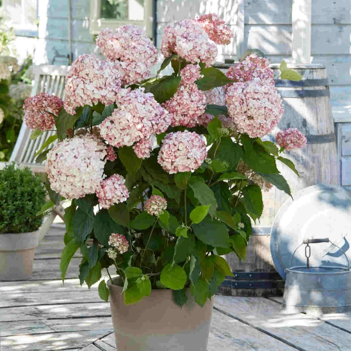 hydrangea ar. “candybelle bubblegum” - slika 2