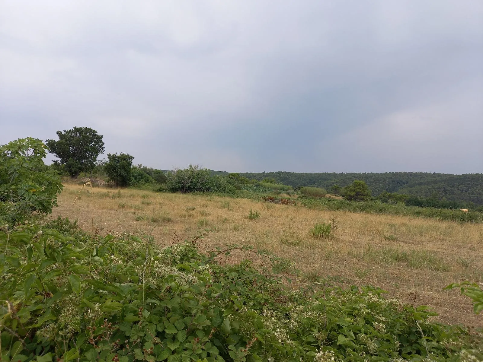 ražanac( rudići)-poljoprivredno zemljište s pogledom na more 3215 m2 - slika 2